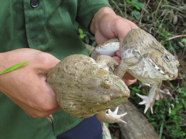 9X dân tộc Thái nuôi hàng ngàn con ếch thu bộn tiền, cả bản ngưỡng mộ - Ảnh 3.