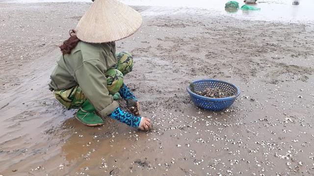 Nông dân Thanh Hóa buốt lòng nhìn ngao chết trắng bãi biển - Ảnh 1.