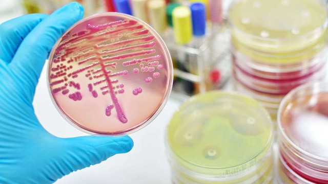 Cảnh báo: Siêu vi khuẩn nấm gây chết người đang lan truyền chóng mặt khắp toàn cầu - Ảnh 2.