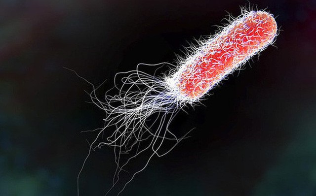 Vi khuẩn E. coli và những điều bạn cần biết để phòng tránh ngộ độc thực phẩm - Ảnh 1.