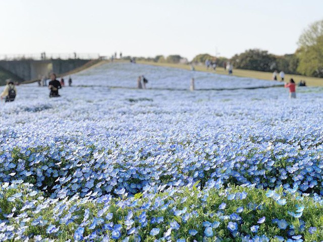 Thiên đường hoa gây sốt Nhật Bản: Hàng cây anh đào kết hợp rừng hoa mắt xanh đẹp như một giấc mơ - Ảnh 3.