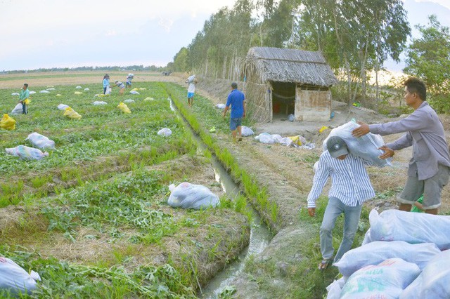  Nắng cháy da, nông dân vẫn tươi cười vì được mùa dưa hấu ngọt  - Ảnh 8.