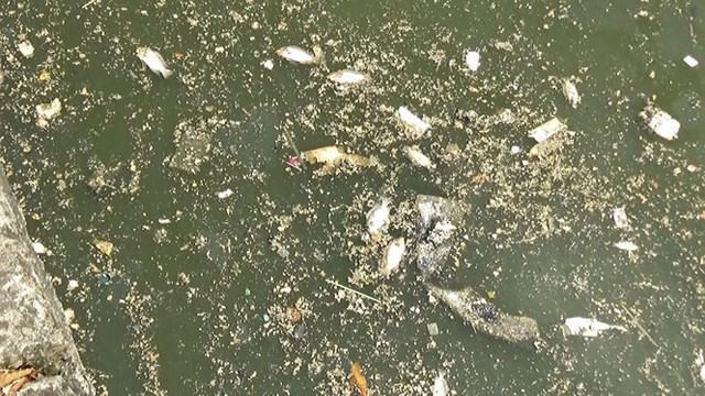 Cá lại chết nổi trắng kênh Nhiêu Lộc - Thị Nghè sau mưa  - Ảnh 11.