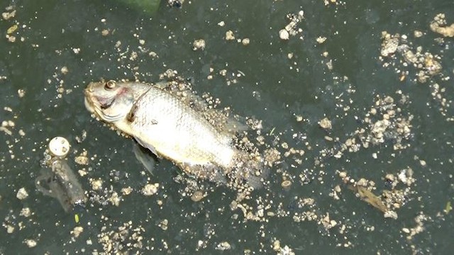 Cá lại chết nổi trắng kênh Nhiêu Lộc - Thị Nghè sau mưa  - Ảnh 12.