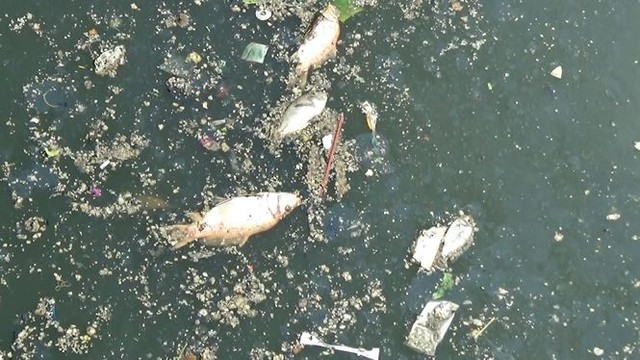 Cá lại chết nổi trắng kênh Nhiêu Lộc - Thị Nghè sau mưa  - Ảnh 8.