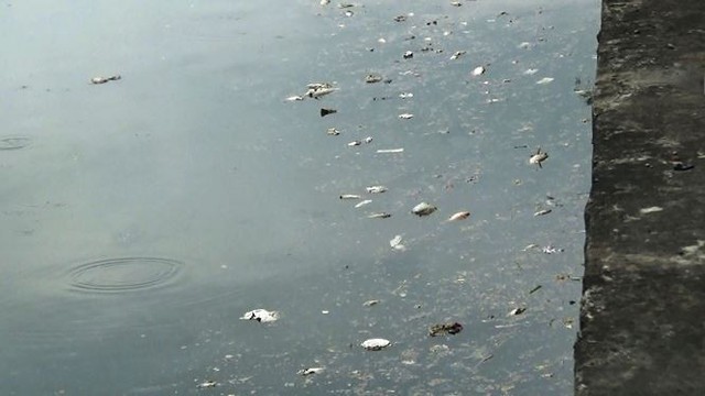 Cá lại chết nổi trắng kênh Nhiêu Lộc - Thị Nghè sau mưa  - Ảnh 9.