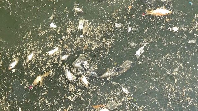 Cá lại chết nổi trắng kênh Nhiêu Lộc - Thị Nghè sau mưa  - Ảnh 10.