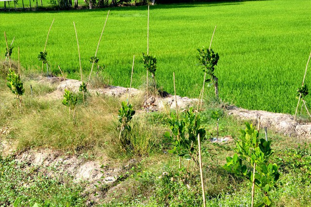 Nông dân trồng mít Thái trên đất lúa: Ồ ạt dễ dẫn đến kết quả thảm bại - Ảnh 3.