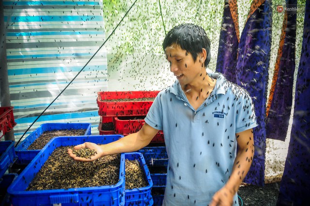 Chàng kỹ sư Sài Gòn bỏ việc về quê nuôi ruồi, doanh thu 80 triệu đồng/tháng: Từng bị gia đình phản đối, bạn bè cười nhạo - Ảnh 6.