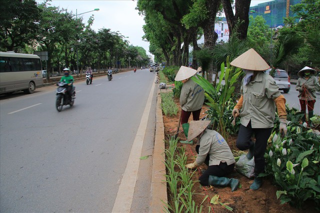 Hàng trăm nghìn cây cảnh lấp chỗ trống trên đường Kim Mã - Ảnh 4.