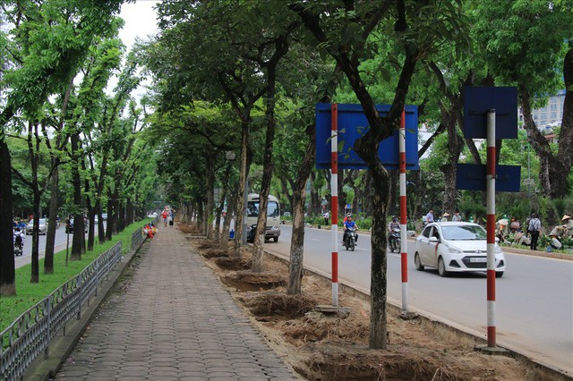 Hàng trăm nghìn cây cảnh lấp chỗ trống trên đường Kim Mã - Ảnh 6.