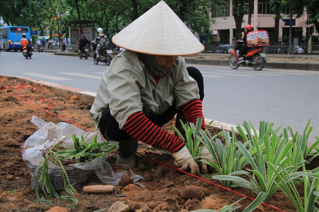 Hàng trăm nghìn cây cảnh lấp chỗ trống trên đường Kim Mã - Ảnh 8.