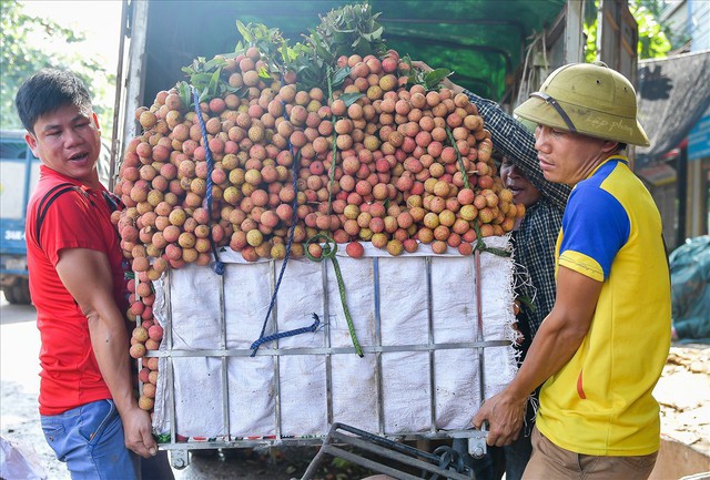 Chôn chân trong sắc đỏ ở thủ phủ vải Bắc Giang - Ảnh 2.