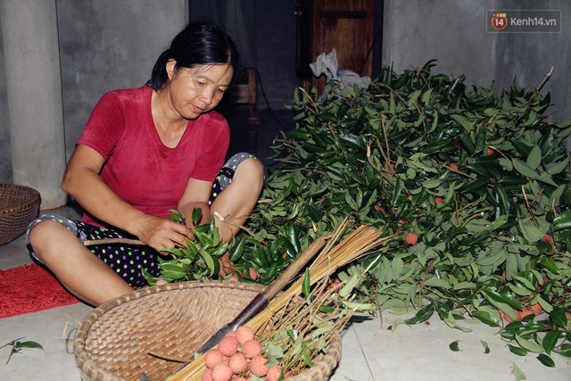 Người dân Bắc Giang dậy từ 3 giờ sáng để bẻ vải, thức xuyên đêm vặt lá cho kịp thời vụ - Ảnh 2.