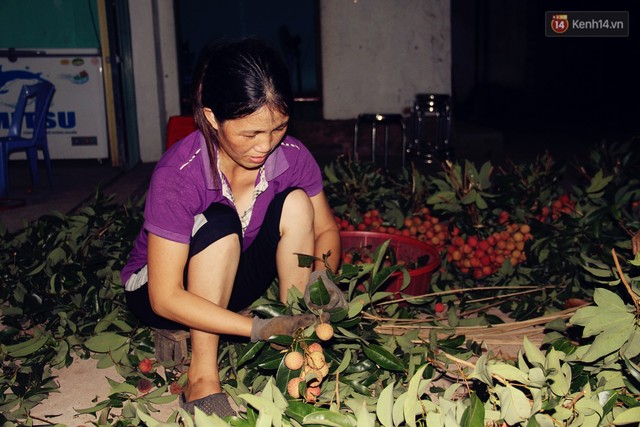 Người dân Bắc Giang dậy từ 3 giờ sáng để bẻ vải, thức xuyên đêm vặt lá cho kịp thời vụ - Ảnh 5.