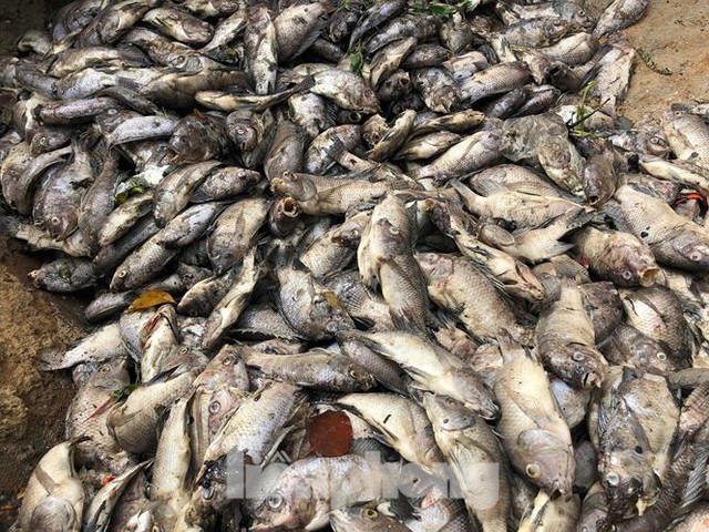 Cá chết trắng hồ điều hòa ở Đà Nẵng do rò rỉ nước thải - Ảnh 3.