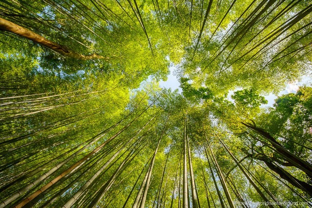 Lạc lối giữa mê cung xanh mướt của rừng tre Sagano: Nơi chứa đựng những âm thanh tinh túy cả Nhật Bản đều muốn bảo tồn - Ảnh 5.