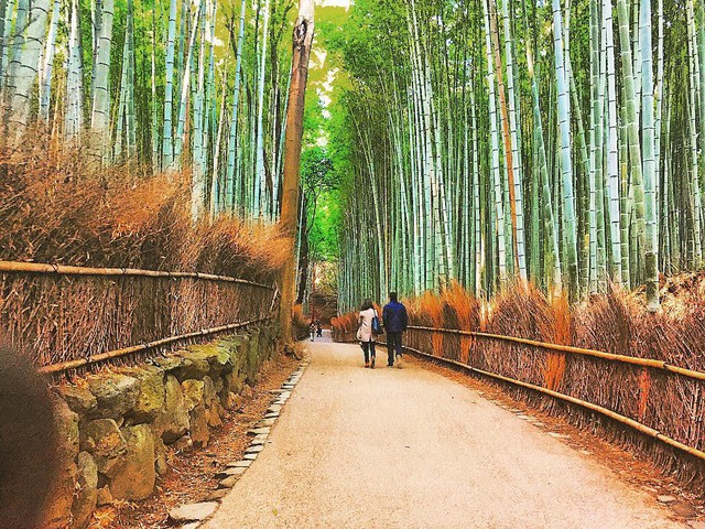 Lạc lối giữa mê cung xanh mướt của rừng tre Sagano: Nơi chứa đựng những âm thanh tinh túy cả Nhật Bản đều muốn bảo tồn - Ảnh 7.