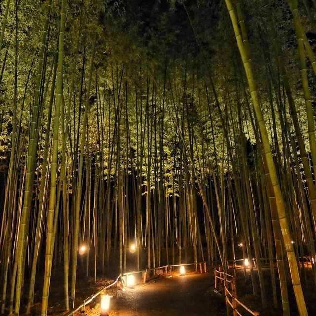 Lạc lối giữa mê cung xanh mướt của rừng tre Sagano: Nơi chứa đựng những âm thanh tinh túy cả Nhật Bản đều muốn bảo tồn - Ảnh 16.