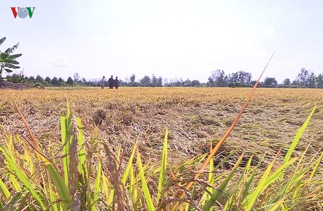 Hàng trăm ha lúa ở Thanh Hóa có nguy cơ mất trắng do nắng nóng - Ảnh 1.