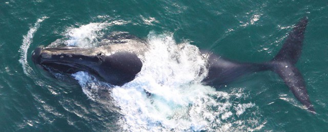 Lần đầu tiên trong lịch sử, chúng ta thu được tiếng hát của loài cá voi đen hiếm bậc nhất thế giới - Ảnh 1.