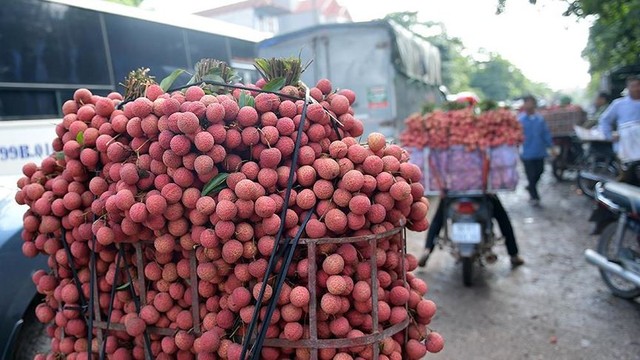 Chôn chân dưới trời nắng tại thủ phủ vải thiều Bắc Giang - Ảnh 7.