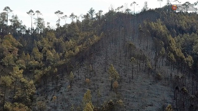 Clip nhìn từ trên cao: Cánh rừng thông xám xịt ở Hà Tĩnh sau 4 ngày lửa bùng cháy kinh hoàng khiến nhiều người xót xa - Ảnh 2.