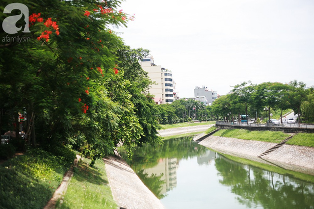 Chùm ảnh: Qua rồi thời đen đúa vẩn đục, giờ đây nước sông Tô Lịch đổi màu xanh rêu đẹp đến ngỡ ngàng - Ảnh 10.