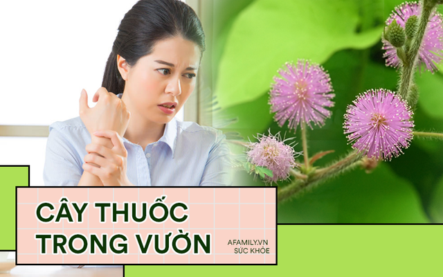 Bài thuốc quý trị dứt hẳn đau nhức xương khớp từ cây xấu hổ, nhiều người tưởng cây dại nên thường bỏ qua - Ảnh 2.