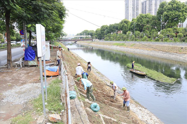 Hành trình phủ xanh cỏ lá tre trên kè sông Tô Lịch - Ảnh 1.