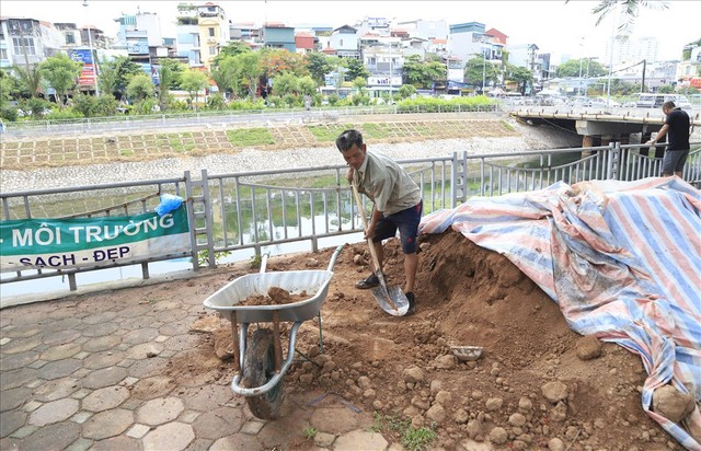 Hành trình phủ xanh cỏ lá tre trên kè sông Tô Lịch - Ảnh 2.