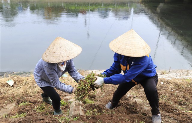 Hành trình phủ xanh cỏ lá tre trên kè sông Tô Lịch - Ảnh 6.