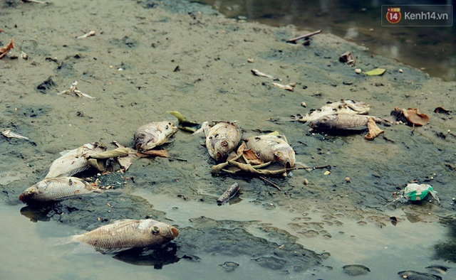 5 ngày sau khi nước Hồ Tây xả vào sông Tô Lịch: Cá chết nổi trắng, bốc mùi hôi trở lại - Ảnh 7.