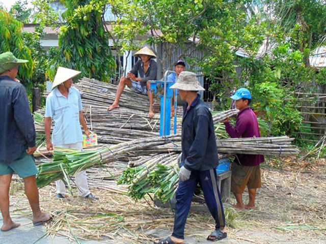 Ngành mía đường tụt dốc - Ảnh 1.