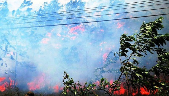 Lại cháy rừng dữ dội tại TT-Huế, biển lửa trùm lên 20ha cây lâm nghiệp tái sinh - Ảnh 1.