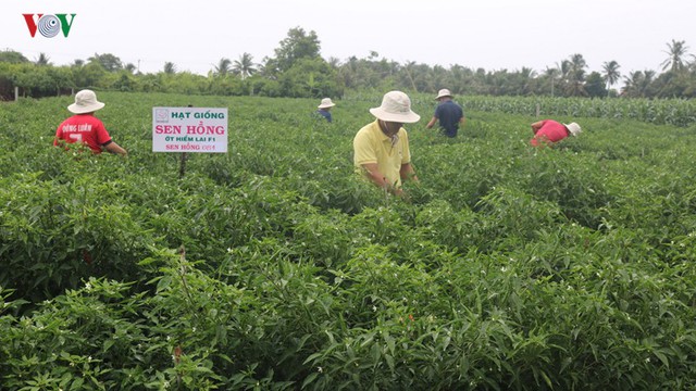 Nông dân thu nhập “khủng” từ mô hình trồng cây ớt dưới chân ruộng - Ảnh 1.