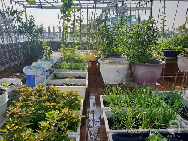 Sở hữu sân thượng rộng đến 200m², mẹ đảm ở Sài Gòn khiến nhiều người bất ngờ với trang trại rau quả tự trồng - Ảnh 15.