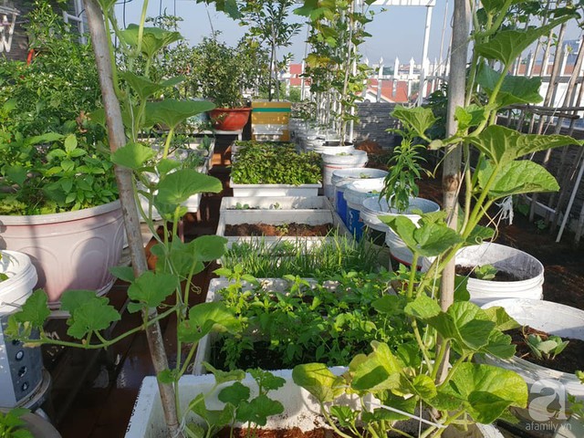 Sở hữu sân thượng rộng đến 200m², mẹ đảm ở Sài Gòn khiến nhiều người bất ngờ với trang trại rau quả tự trồng - Ảnh 17.