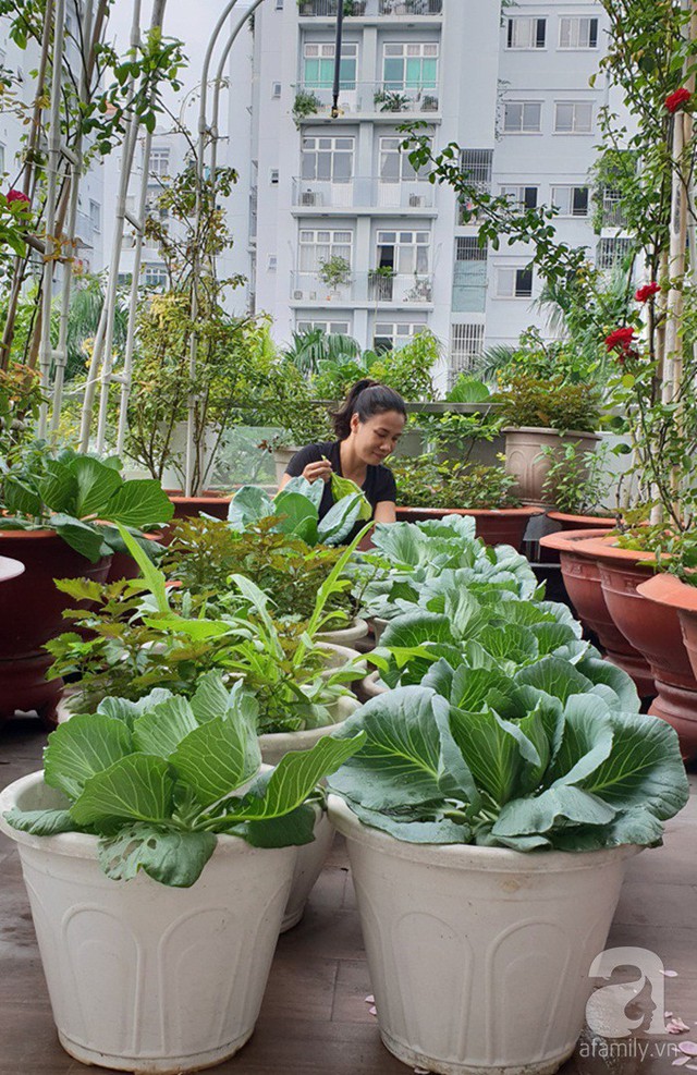 Sở hữu sân thượng rộng đến 200m², mẹ đảm ở Sài Gòn khiến nhiều người bất ngờ với trang trại rau quả tự trồng - Ảnh 3.