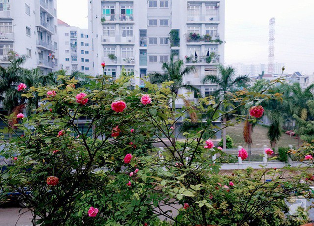 Sở hữu sân thượng rộng đến 200m², mẹ đảm ở Sài Gòn khiến nhiều người bất ngờ với trang trại rau quả tự trồng - Ảnh 29.