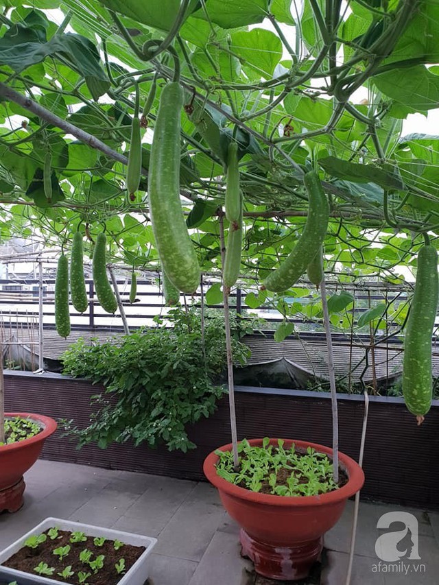 Sở hữu sân thượng rộng đến 200m², mẹ đảm ở Sài Gòn khiến nhiều người bất ngờ với trang trại rau quả tự trồng - Ảnh 6.