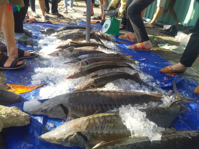 Nhiều điểm bán cá tầm “mọc” lên sau lũ ở TP. HCM  - Ảnh 1.