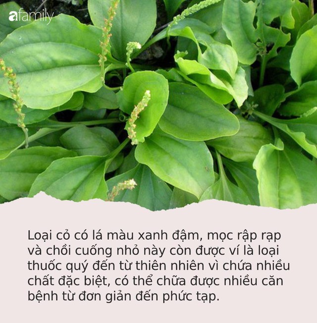 Loại cỏ “siêu quyền lực” mọc hoang ở Việt Nam: Giúp cai nghiện thuốc lá, ức chế tế bào ung thư và nhiều bệnh khác - Ảnh 1.