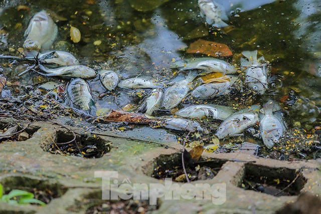 Cá chết hàng loạt tại hồ Trúc Bạch - Ảnh 1.