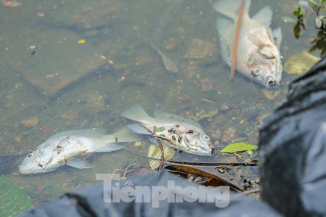 Cá chết hàng loạt tại hồ Trúc Bạch - Ảnh 8.