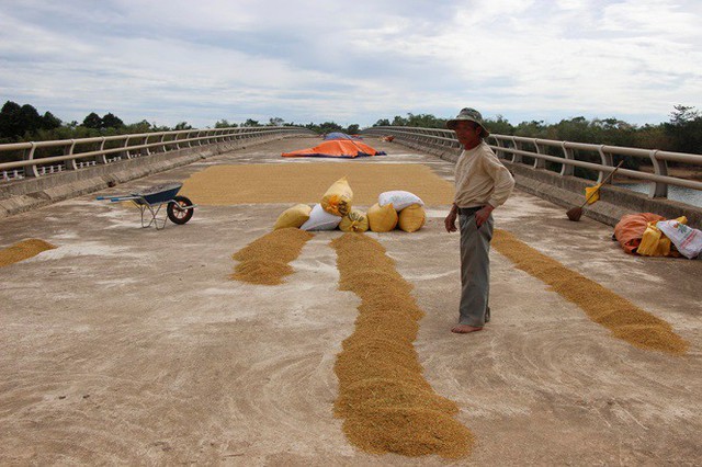 Xây cầu 160 tỷ để…. phơi thóc - Ảnh 4.