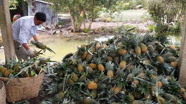 Nông dân vùng Đồng Tháp Mười phấn khởi vì giá dứa tăng vọt - Ảnh 1.