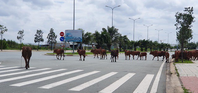 Hé lộ nội dung tiếp người dân khu công nghệ cao của Chủ tịch TPHCM - Ảnh 2.