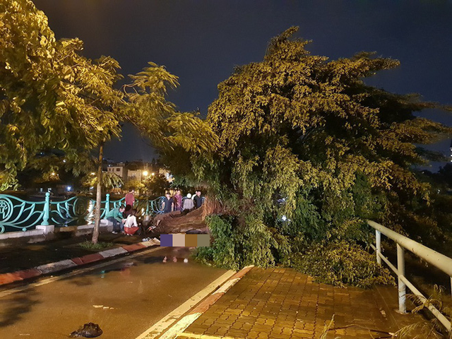  Mưa giông dữ dội từ cuối chiều ở Hà Nội, 1 nam thanh niên bị cây si đổ trúng tử vong - Ảnh 1.