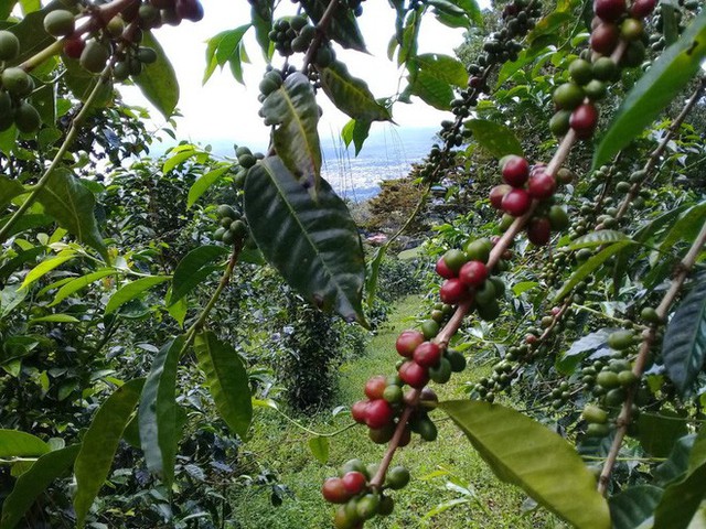 Đằng sau cái giá 41 triệu đồng/kg của vàng đen Elida Geisha: Loại cafe cực khó chăm, chỉ ngon nếu trồng ở một loại đất đặc biệt - Ảnh 7.